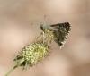 Pyrgus sp.